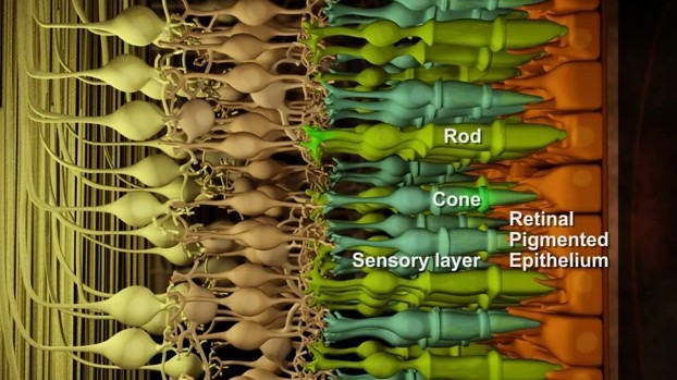 Stem Cells Transplants Restore Sight to Blind Mice