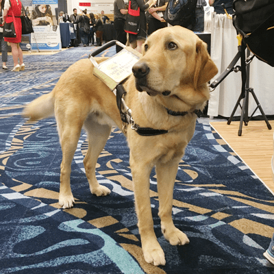 5 Service Dogs Are Wonderful Companions1492068247