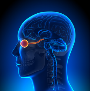 optic nerve and brain