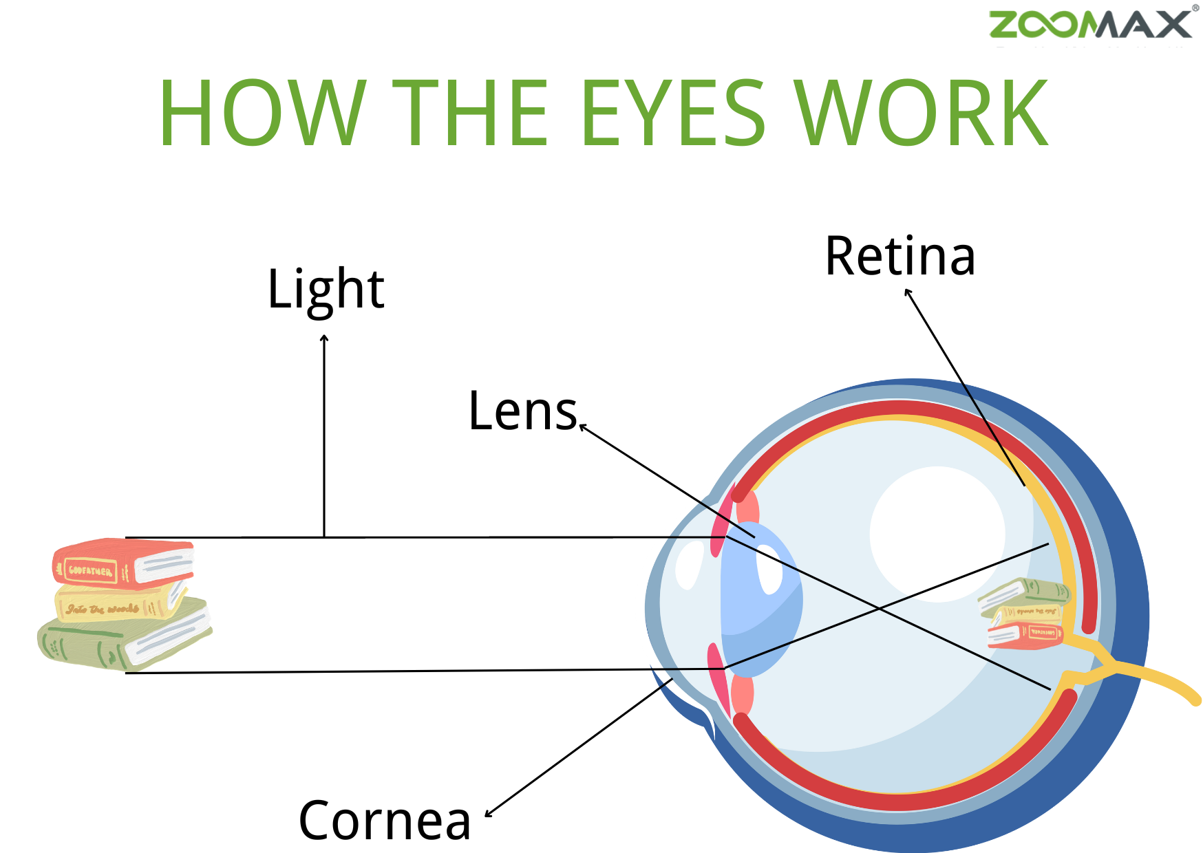 how the eyes work
