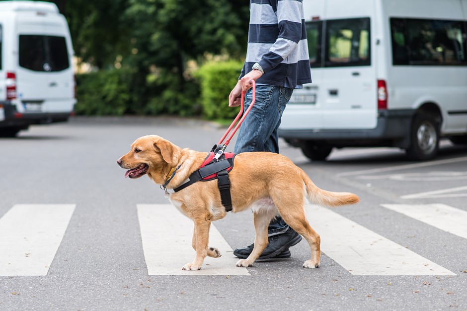 visually impaired people with a guide dog