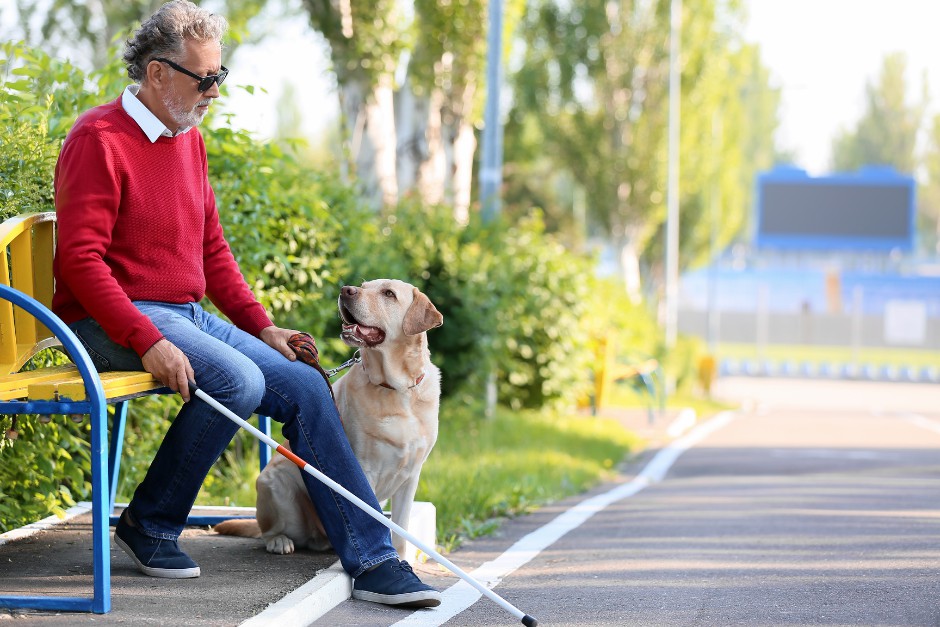 guide dog and low vision