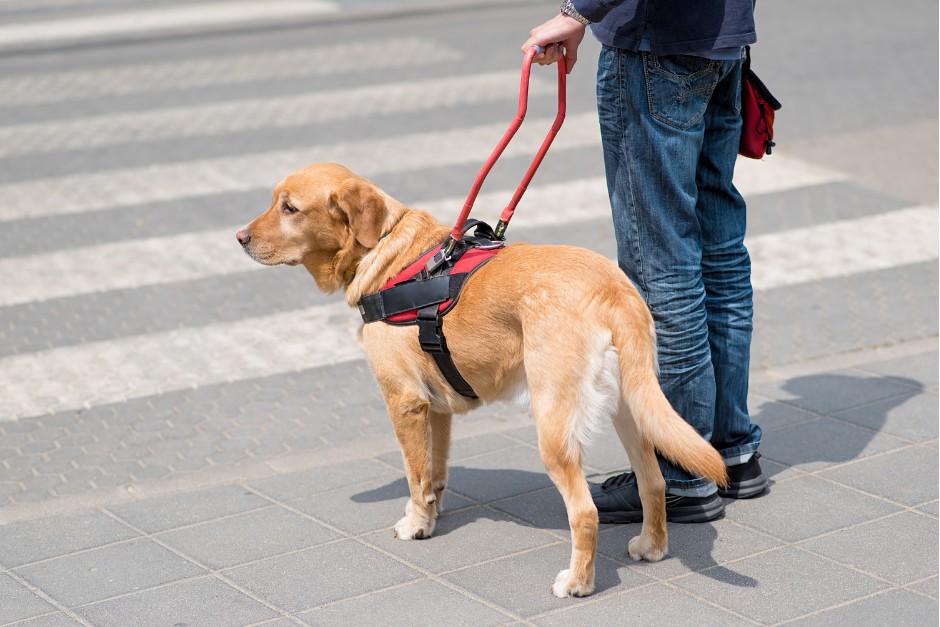 guide dogs can help low vision people live independently