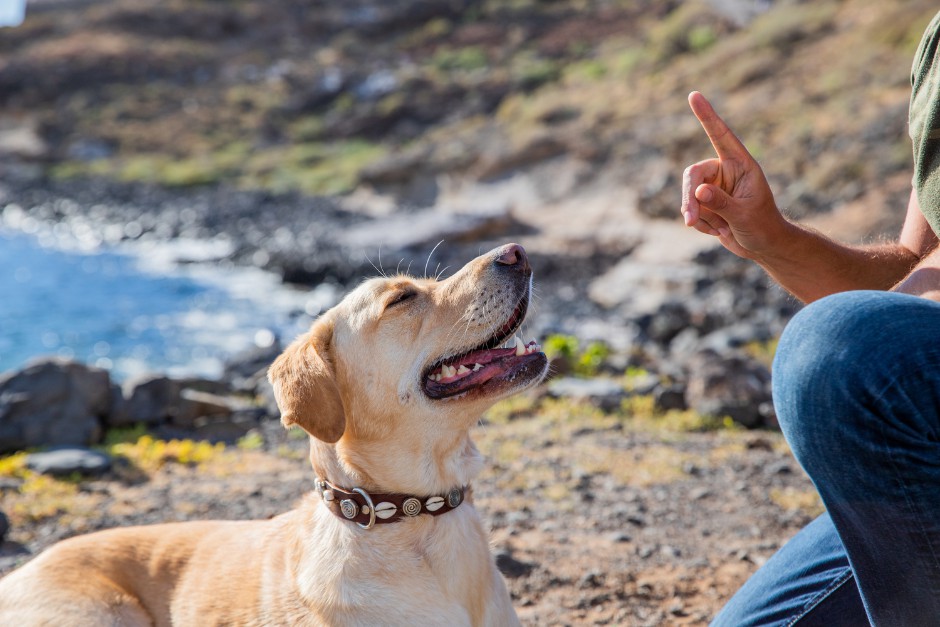 training guide dogs for the low vision