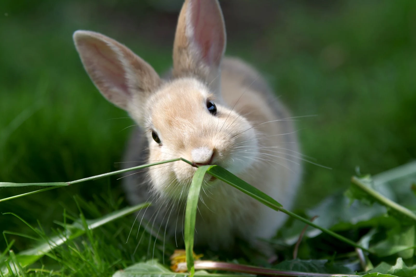cute rabbit in the grass