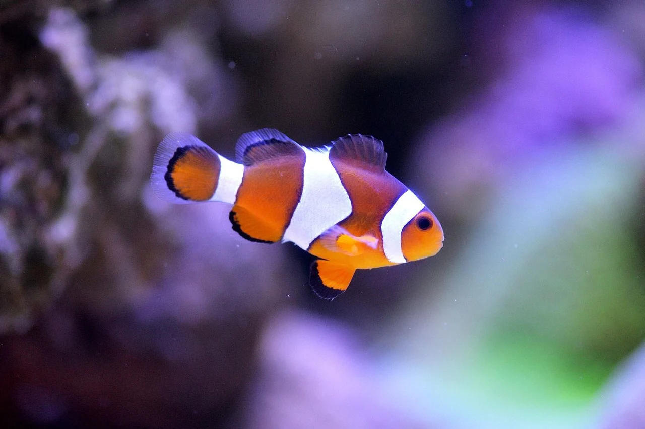 cute fish