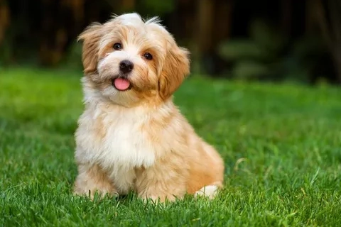 dogs1